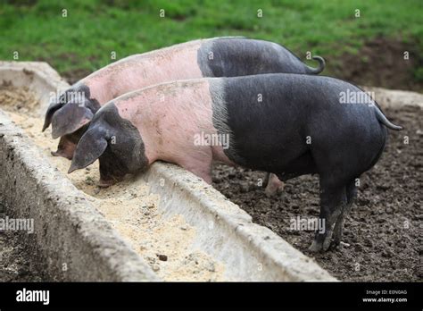 Two pigs eating at the feeding trough Stock Photo - Alamy