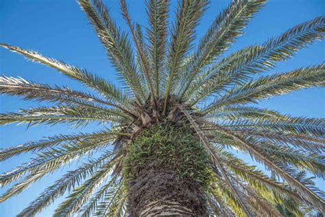 16 Palm Tree Types | informacionpublica.svet.gob.gt