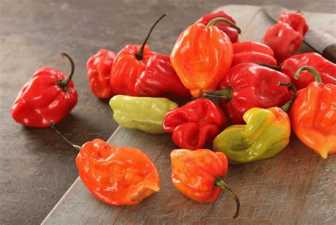 The worlds hottest Chillies - The Chilli Workshop