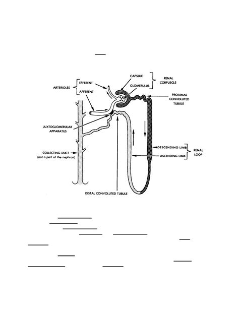 Figure 8-3. A "typical" nephron. - Basic Human Anatomy