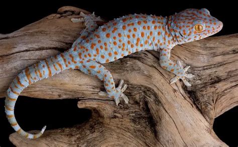 Tokay Gecko Care (Tank Set Up, Habitat, Feeding & Handling ...