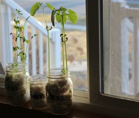 Germination Activity Grow Seeds in a Jar