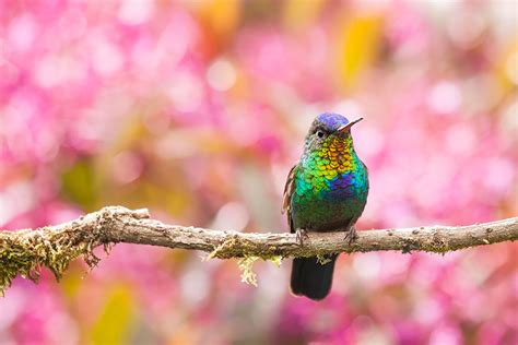 20 Vivid Hummingbird Close-ups Reveal Their Incredible Beauty | Bored Panda