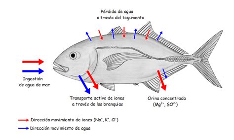 Pin de Laura Rosales en osmorregulacion peces | Peces de agua salada, Agua dulce, Fisiología