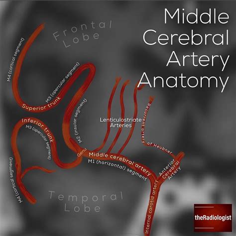 Read on for more about the anatomy of the middle cerebral artery ...