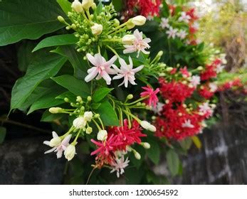 Rangoon Creeper Flower Garden Stock Photo 1200654592 | Shutterstock