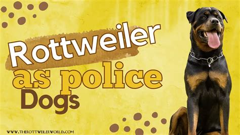 Rottweilers as Police Dogs - therottweilerworld.com