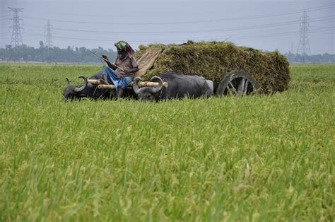 Agriculture Bangladesh - Free photo on Pixabay - Pixabay