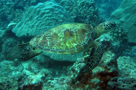 Scuba Diving in Saipan - The Scuba Tank