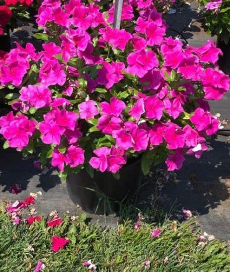 22 Best Types of Vincas | Madagascar Periwinkle Varieties