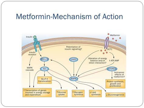 What is exact mechanism of metformin for sensitizing the insulin receptors and decreasing the ...