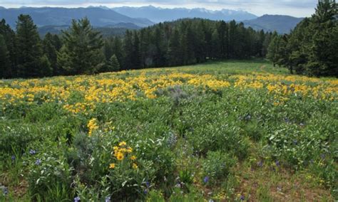 Gallatin National Forest in Montana - AllTrips