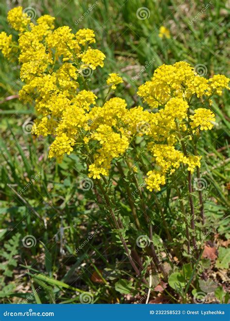 Wild Turnip Barbarea Vulgaris Blooms in Nature Stock Image - Image of ...