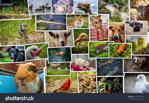 10,292 Pet animal collage Images, Stock Photos & Vectors | Shutterstock