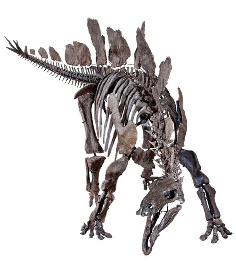 Photos: Incredible Near-Complete Stegosaurus Skeleton | Live Science