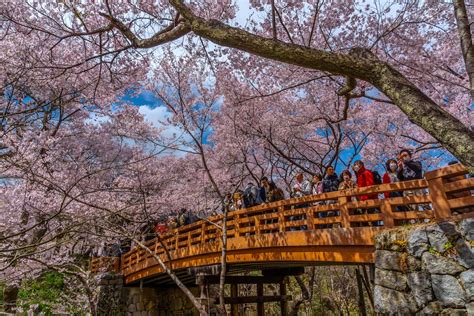 The Best Spots to See Cherry Blossoms Around Nagoya - GaijinPot Travel ...