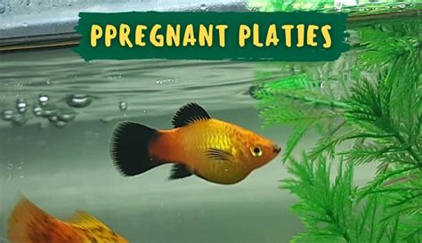 Pregnant Platies: Symptoms, Duration, Care Guide, FAQs