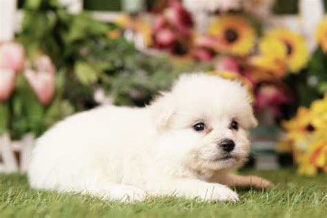 Lhasa Apso — Heritage Puppies