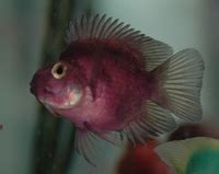 Cichlid Research Home Page: Parrot Cichlids