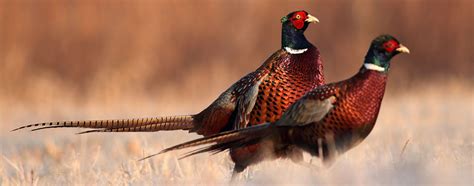 Pheasants: 29 Breeds and where they can be found in the world!