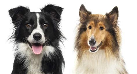 Collie vs Border Collie: Which of These Is the Right Companion for You?