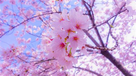 2048x1152 Wallpaper sakura, flowers, bloom, spring, pink | Imagem rosa ...