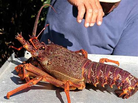 What Do Crayfish Eat? - The Care, Feeding and Breeding of Crayfish (Crawfish) - Goodmorning ...