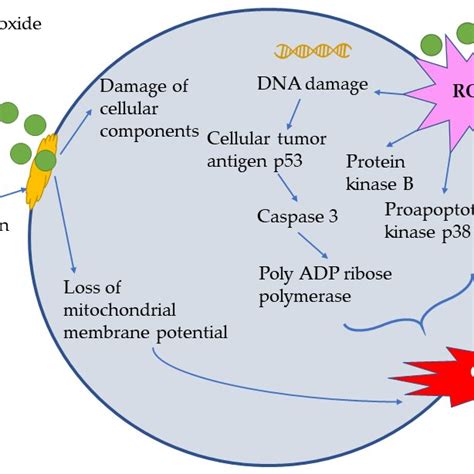 Antimicrobial mechanism of nanoparticles (adapted from [9-12 ...