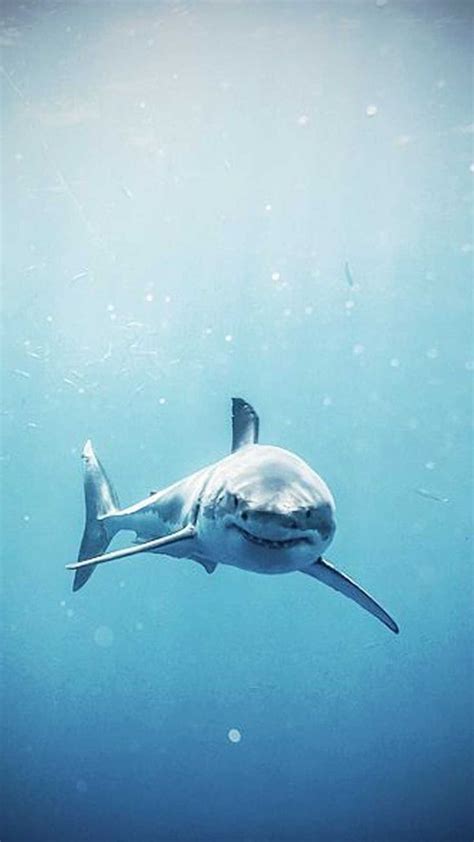 Shark Wallpaper Discover more Background, Desktop, high resolution ...