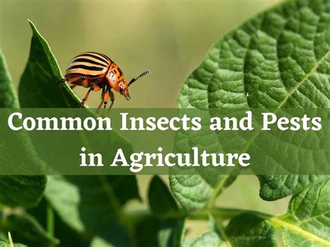 Common Insects and Pests in Agriculture