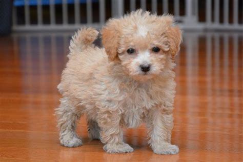 Bichon Poo information and Bichon Poo puppies and dogs for sale Bichon Poodle Mix, Teacup Poodle ...