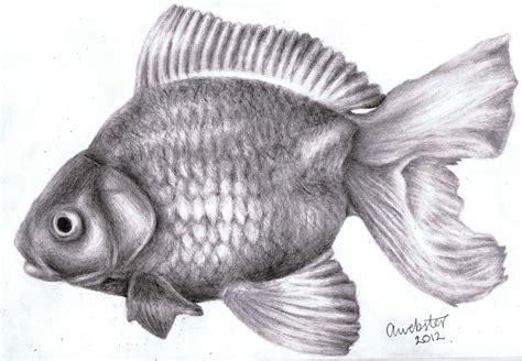 Realistic Fish by annoKat on DeviantArt