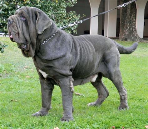 Neapolitan Mastiff History, Personality, Appearance, Health and Pictures