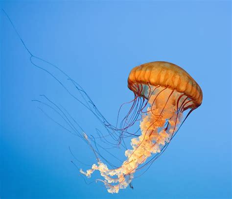 Pacific Sea Nettle, Chrysaora fuscescens