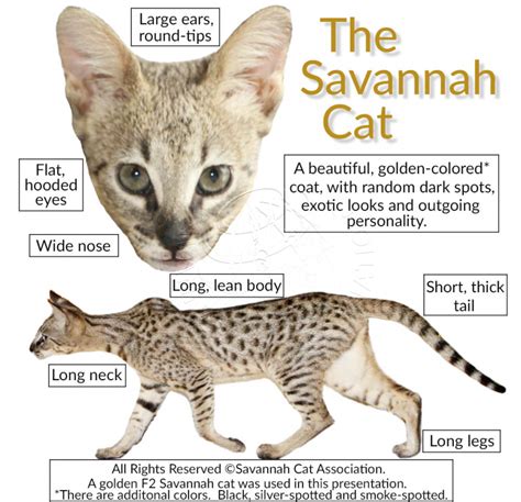 Savannah Cat ⋆ What is a Savannah ⋆ All the Answers Here