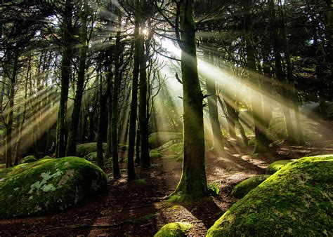 Forest Light by Luiskurtum Photography