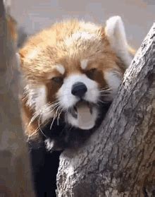 Red Panda Yawn GIF - Red Panda Yawn Red Panda Yawn - Discover & Share GIFs