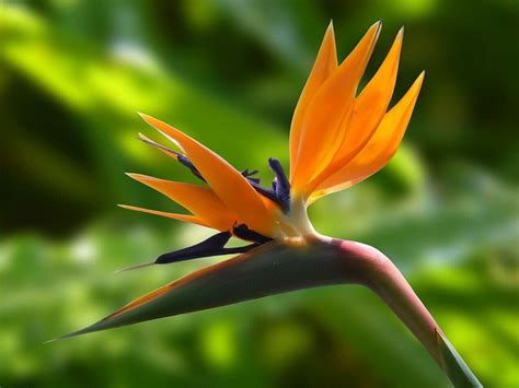 Bird of Paradise Plant Care at Home - Petal Republic