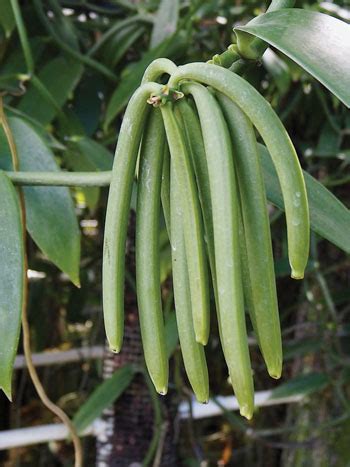 A Taste of Hawai'i Island's Vanilla Industry: Anything but Plain