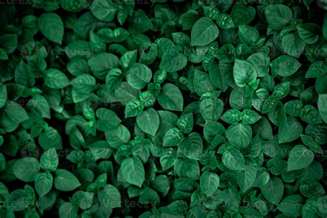 Dense dark green leaves in the garden. Emerald green leaf texture ...