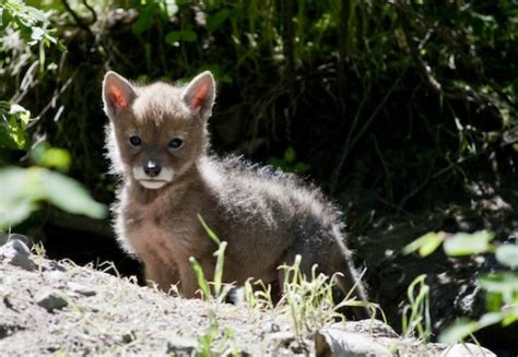 Coyote pups photos and video - Kelowna News - Castanet.net