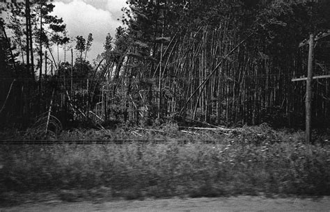 microburst damage | outside Gravenhurst Ontario. Previously … | Flickr