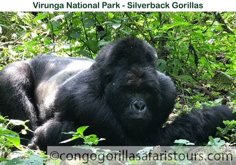 The Mountain and Lowland Gorilla Habitats in Congo