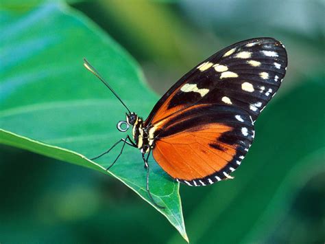 Pictures Of Real Life Butterflies Butterfly on leaf