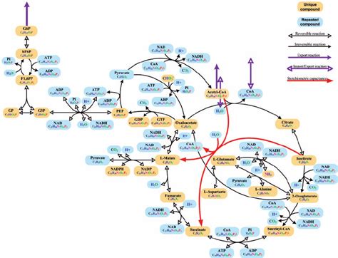 Metabolic Map Glycolysis And Gluconeogenesis Enzymes Krebs Cycle | sexiezpix Web Porn