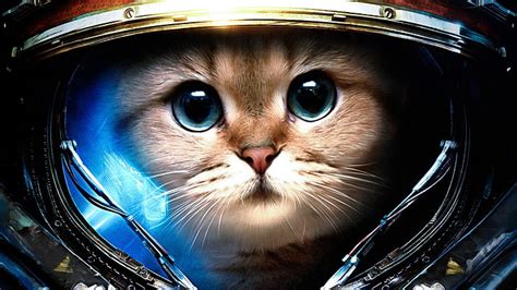 HD wallpaper: astronaut cat wallpaper, space, picture, flag, art, painting | Wallpaper Flare