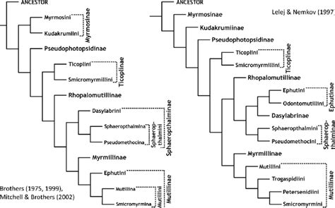 Competing current phylogenies and classifications of Mutillidae ...