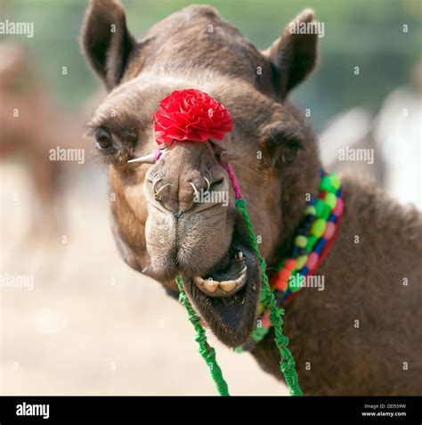 Decorated camel at the Pushkar fair. Rajasthan, India, Asia Stock Photo ...