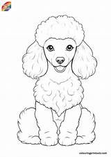 15  Coloring Pages Of Poodles FREE PRINTABLES sketch template