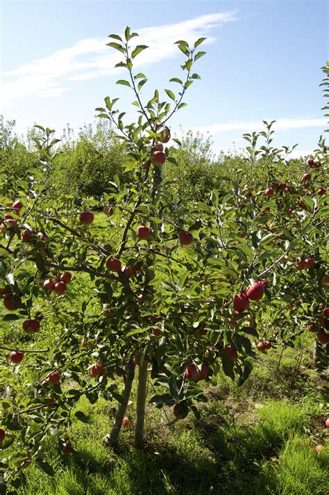 Great Lakes Adventure Travel: Michigan Apple Picking